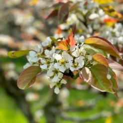 Shinsui Asian Pear -Home Fruit Tree image e986c5e1 8d9c 4570 bf9b 60fb505aa874 scaled