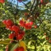 Surefire Pie Cherry -Home Fruit Tree img 20180730 091803 01 1