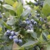 Alpha Jubilee Blueberry 2 Alpha Jubilee Blueberry -Home Fruit Tree jbb