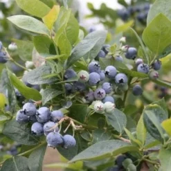 Alpha Jubilee Blueberry