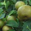 Korean Giant Asian Pear -Home Fruit Tree korean giant 1