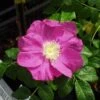 Jubilee Rosa Rugosa -Home Fruit Tree l635 jubilee 1 1