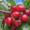 Lapins Cherry -Home Fruit Tree lapins cherry 1