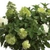 Limelight® Hydrangea -Home Fruit Tree limelight
