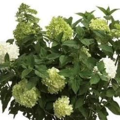 Limelight® Hydrangea