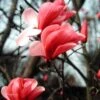 Galaxy Magnolia -Home Fruit Tree magnolia galaxy briggs 01 gpp