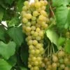 Marquis Seedless Grape -Home Fruit Tree marquis grape 1 1