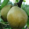Mishirasu Asian Pear -Home Fruit Tree mishirasu