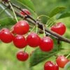 Montmorency Cherry -Home Fruit Tree montmorency cherry