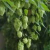 Mt. Hood Hops -Home Fruit Tree mount hood hops