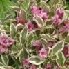 Alpha My Monet® Weigela -Home Fruit Tree mymonet