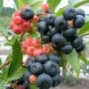 Nocturne ™ Blueberry -Home Fruit Tree nocturne blueberry