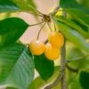 Nugent Cherry -Home Fruit Tree nugent cherry