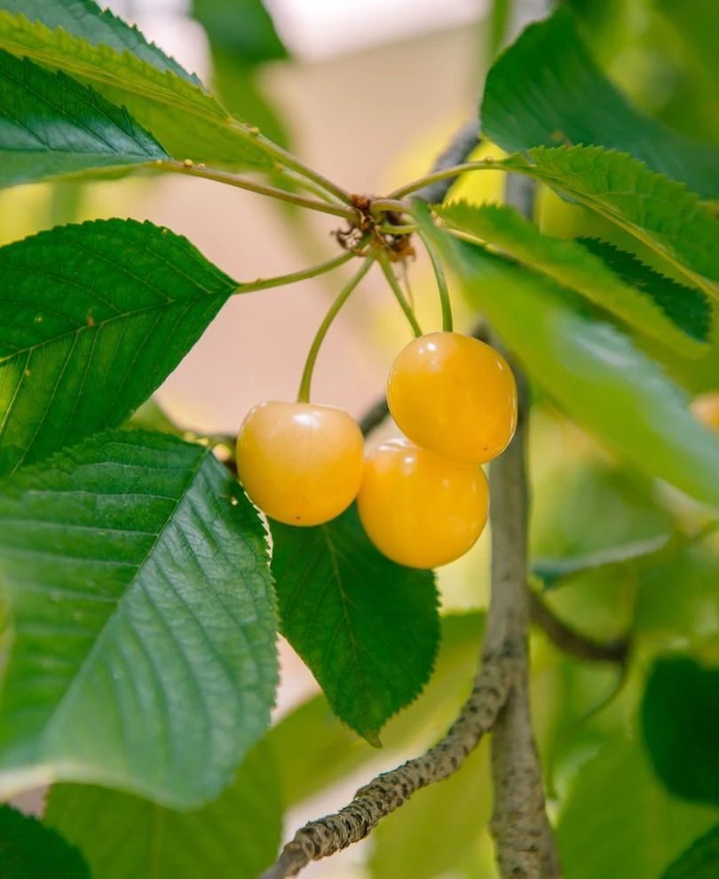 Nugent Cherry 3 Nugent Cherry