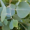 Omeo Gum Eucalyptus -Home Fruit Tree omeogum