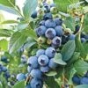 Alpha O'Neal Blueberry -Home Fruit Tree oneal