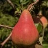 Orcas European Pear -Home Fruit Tree orcas pear 1 1