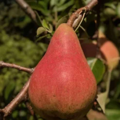 Orcas European Pear