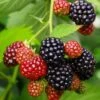 Osage Thornless Blackberry -Home Fruit Tree osage