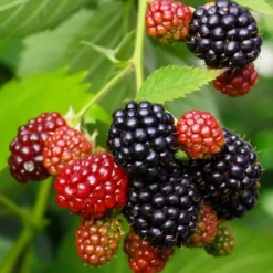 Osage Thornless Blackberry