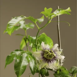 Frederick Passiflora