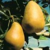 Highland European Pear -Home Fruit Tree pears b120 highland