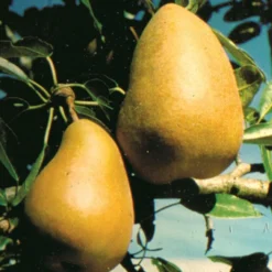 Highland European Pear