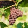 Pinot Gris Grape -Home Fruit Tree pinot gris grape