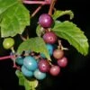 Variegated Porcelain Berry 2 Variegated Porcelain Berry -Home Fruit Tree porcelain berry
