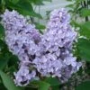 President Grevy Lilac -Home Fruit Tree presidentgrevy