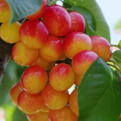Rainier Cherry
