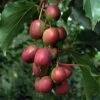 Ken's Red Hardy Kiwi -Home Fruit Tree red
