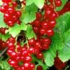 Redstart Red Currant -Home Fruit Tree red currant 3 1
