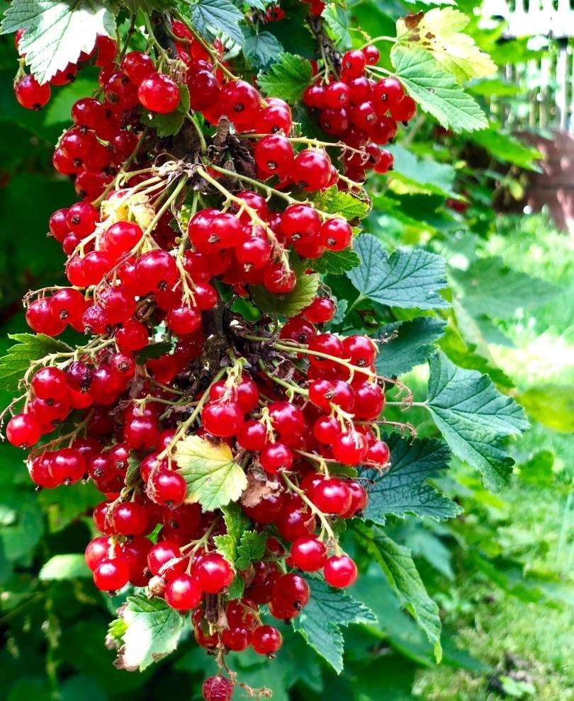 Rolam Red Currant 3 Rolam Red Currant