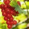 Rosetta Red Currant -Home Fruit Tree red currant