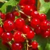 Tatran Red Currant -Home Fruit Tree red currant 2