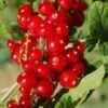 Cascade Red Currant 1 Cascade Red Currant -Home Fruit Tree red currant 5