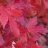 Red Sunset® Maple Tree -Home Fruit Tree redsunsetmaple