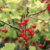 Red Lake Currant -Home Fruit Tree ribesredlake