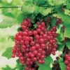 Red Jade™ Currant -Home Fruit Tree ribesrubrumredlake