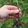 Budagovski 9 Apple Rootstock -Home Fruit Tree rootstock 2