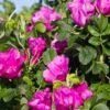 Rosa Rugosa 'Rubra' -Home Fruit Tree rose 1