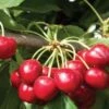 Royal Crimson Cherry -Home Fruit Tree royal crimson