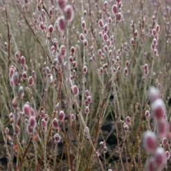 Mt. Asama Pink Willow