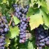 Saturn Seedless Grape -Home Fruit Tree saturn grape 1