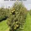 Nye Russet Barlett European Pear -Home Fruit Tree semi dwarf pear tree 5