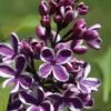 Syringa Sensation Lilac -Home Fruit Tree sensation