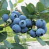 Sweetheart Blueberry 1 Sweetheart Blueberry -Home Fruit Tree shbb
