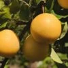 Combo Asian Pear Tree (4 Varieties) -Home Fruit Tree shinseki asian pear