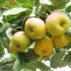 Shipova European Pear -Home Fruit Tree shipova 1